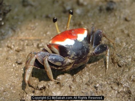 Borneo Fiddler Crabs, Sabah, Malaysia/fiddler-crab-dsc00046