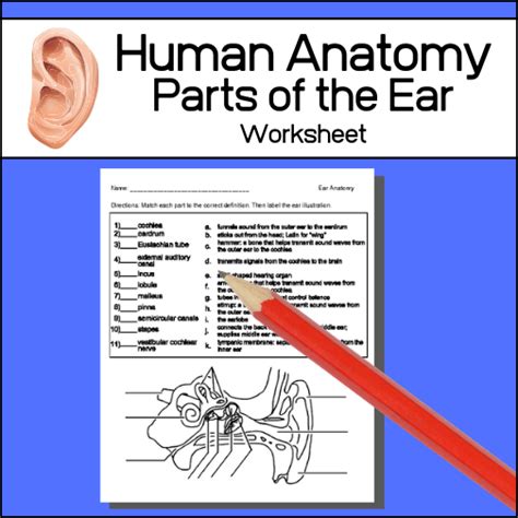 Structure Of The Human Ear Worksheet