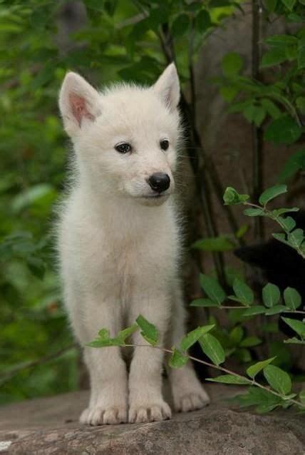 White Wolf pup. Wolves. | Wolves