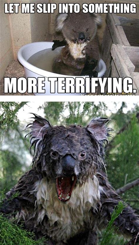 Angry Koala Bear Meme