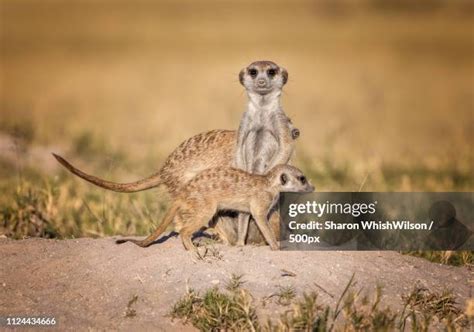 259 Meerkat Family Stock Photos, High-Res Pictures, and Images - Getty Images