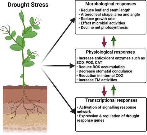 Effects Of Drought On Plants