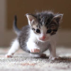 Kittens For Adoption Near Me Free / Our Free Puppies And Pet For Rehoming Adoption Near Me ...