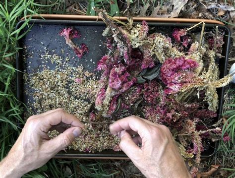 How to Harvest Celosia Seeds? - My Heart Lives Here