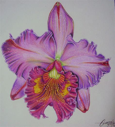 How To Draw Realistic Orchids