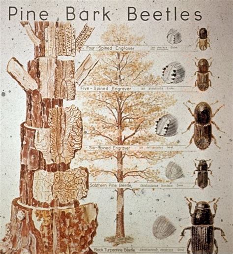 Pine Bark Beetles | Georgia Forestry Commission