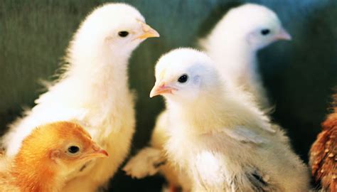 How To Care Baby Chicks Quickly And Easily? - P and B Farm