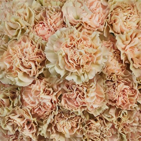 Antique Creamy Peach Carnations| FiftyFlowers.com