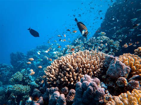 Why are coral reefs dying?