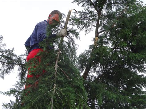 Image Of Treesurgeon Pruning Overgrown Leylandii Hedge Reducing Height ...