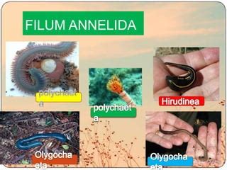 Annelida | PPT