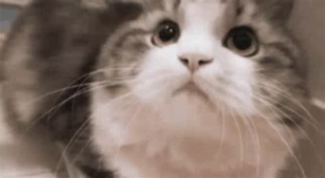 Cat Nodding GIFs | Tenor