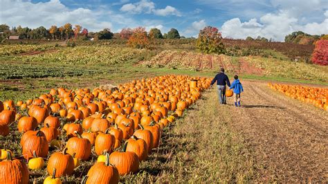 7 Pumpkin Patches Near Birmingham Where You Can Pick Your Own Pumpkins - Secret Birmingham