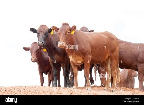 Afrikaner cattle hi-res stock photography and images - Alamy