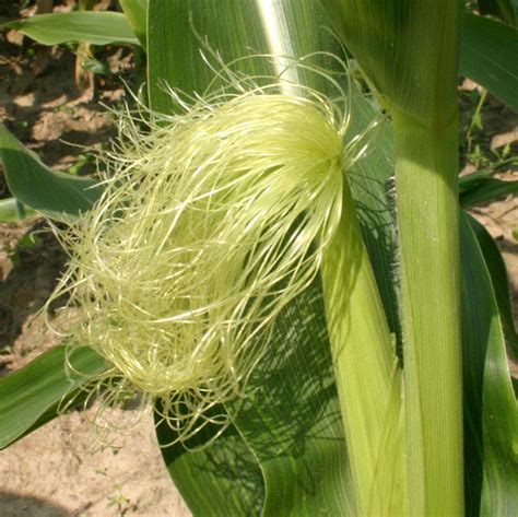 Corn Silk | Zea Mays | Urban Fringe