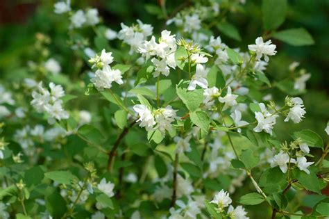 10 Best Fragrant Shrubs to Grow in Your Yard