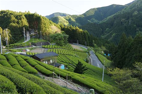 Tea bushes/Shizuoka,Japan | Shizuoka, Japan, Trip