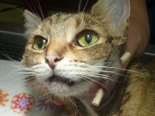 Cat Bite Abscess - Northwest PA Pet Emergency Center 429 West 38th Street, Erie, PA 16508 (814 ...