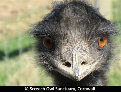 Screech Owl Sanctuary, Cornwall | Owl sanctuary, Screech owl, Wildlife