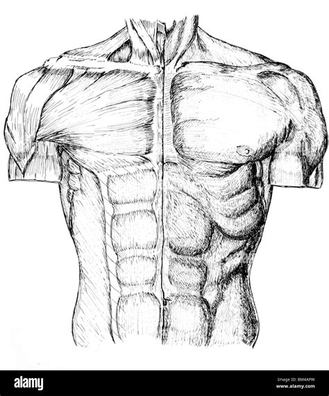 Upper Torso Muscle Anatomy