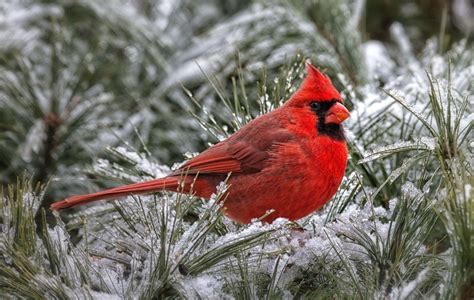 Cardinal Bird Wallpapers - Wallpaper Cave