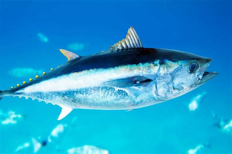 Bluefin tuna, a sushi delicacy, will sadly be extinct within 50 years • Earth.com