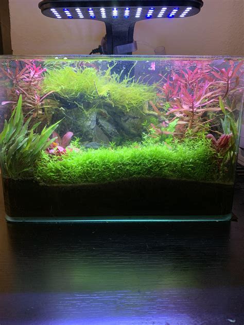 7 Month Update - 3 Gallon Nano Shrimp Tank : r/PlantedTank