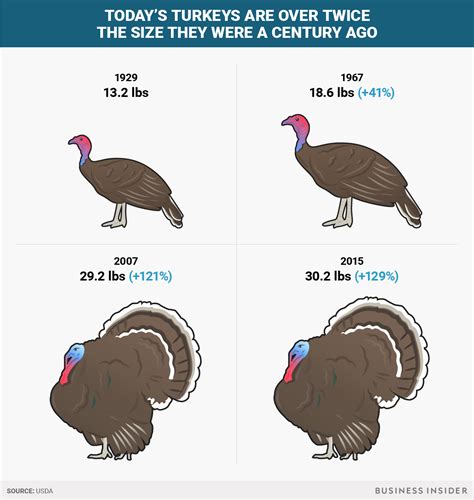 Thanksgiving turkeys have doubled in size since the 1950s - Business Insider