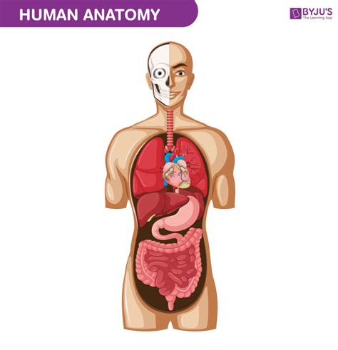 Human Body - Anatomy and Physiology of Human Body