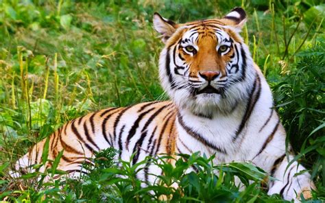 Adult Bengal tiger HD wallpaper | Wallpaper Flare