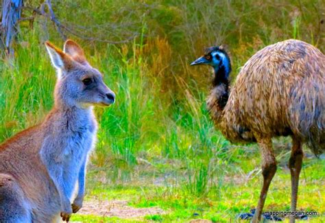 kangaroo and emu - Contented Traveller