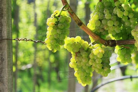 Riesling grapes in the sunshine - Stock Photo - Dissolve