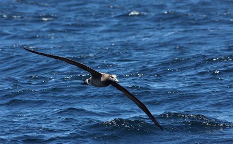 Albatrosses - family Diomedeidae | Flickr