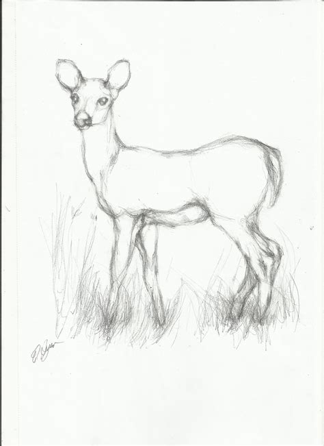 Deer In Forest Drawing at GetDrawings | Free download