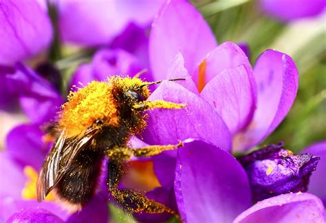 Bees Pollinating Flowers Images - Pollinator High Res Stock Images ...