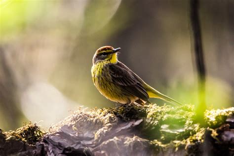 Spotting Warblers During Spring and Fall Migration — birdyyy