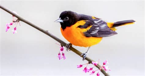 Baltimore, Bullock’s orioles will retain separate identities | CALS