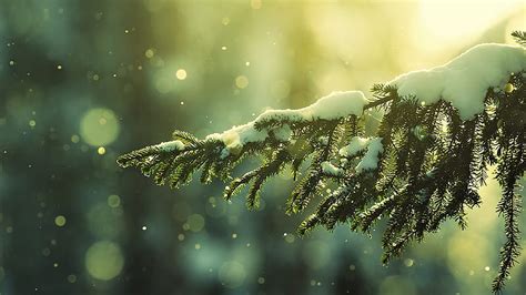 Snowy tree, tree snow, snowy, winter, HD wallpaper | Peakpx