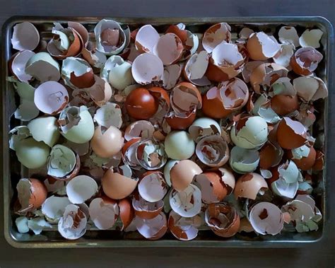 Feeding Chickens Eggshells or Oyster Shells for Essential Calcium & Health ~ Homestead and Chill ...