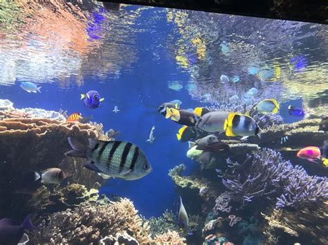 Waikiki Aquarium (Honolulu, HI): Top Tips Before You Go (with Photos ...