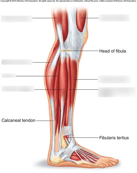 Muscles of the lateral right leg Diagram | Quizlet