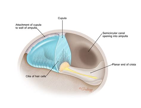 Vestibular System – Oto Surgery Atlas