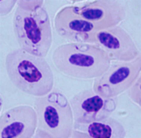 Parasite of the Day: July 4 - Babesia uriae