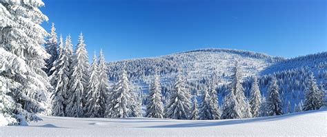 winter mountain panorama with snowy pine forest | Winter landscape, Landscape, Winter mountain