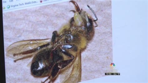 "Zombie bees" showing up in Henry County