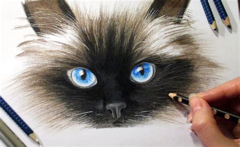 Drawing Cat's face in colored pencil Time-lapse | Cat face drawing ...