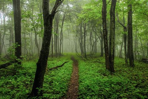 10 Best Trails for Hiking Near Charlottesville (All Levels)