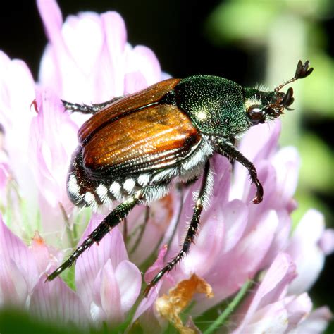 Japanese Beetle | How to identify and control