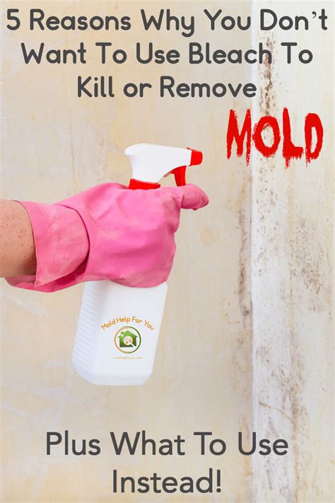 Does Bleach Kill Mold | Mold Help For You