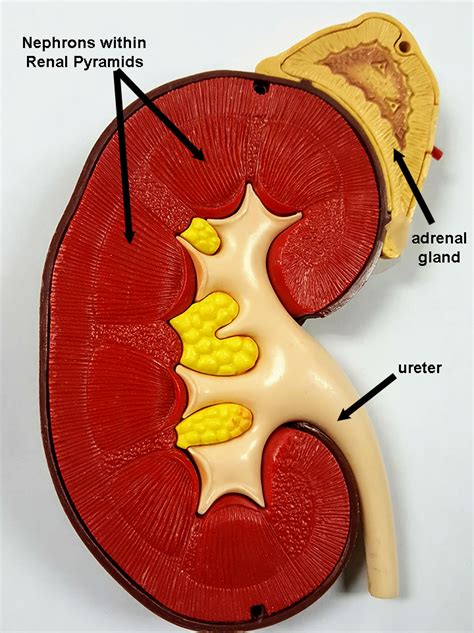 Renal Pyramid